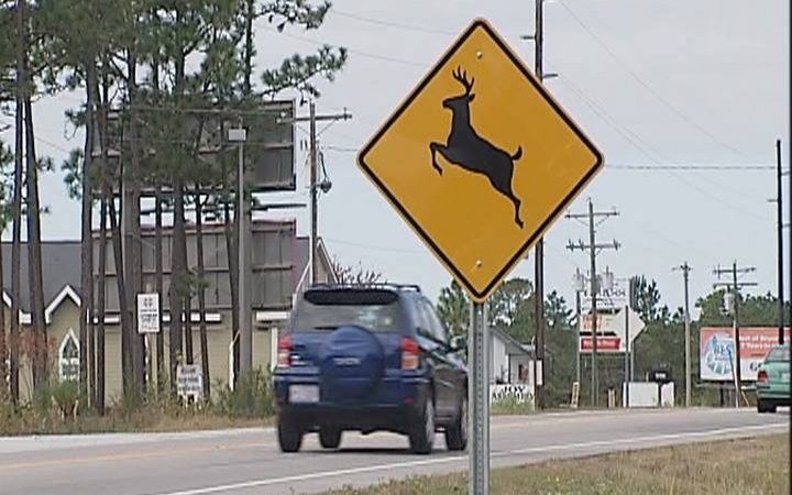 As Temperatures Drop, Be Aware of Deer Near Roads