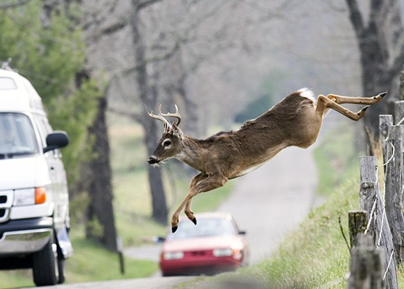 Deer are Causing Big Problems for Alabama Drivers